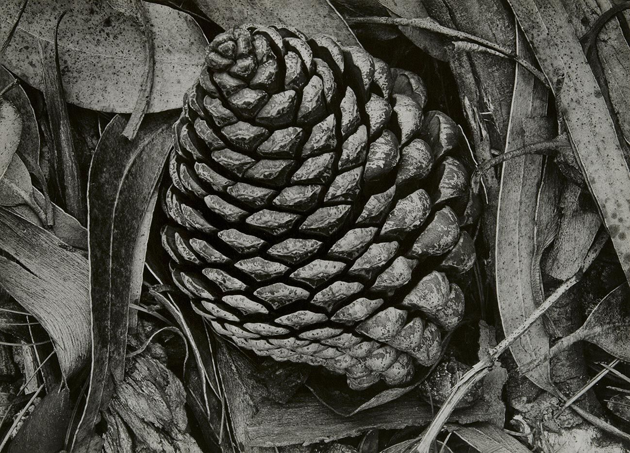Straight shooter: the early work of Ansel Adams